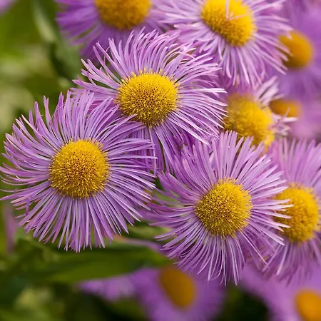 Genusshotel Hohenbogen فندق 3*