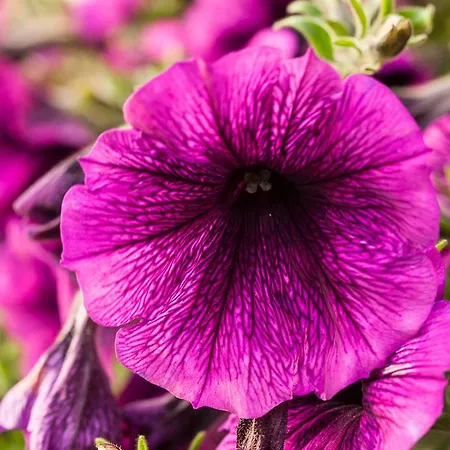 Genusshotel Hohenbogen نيوكيرتشن بيم هيليغين بلوت